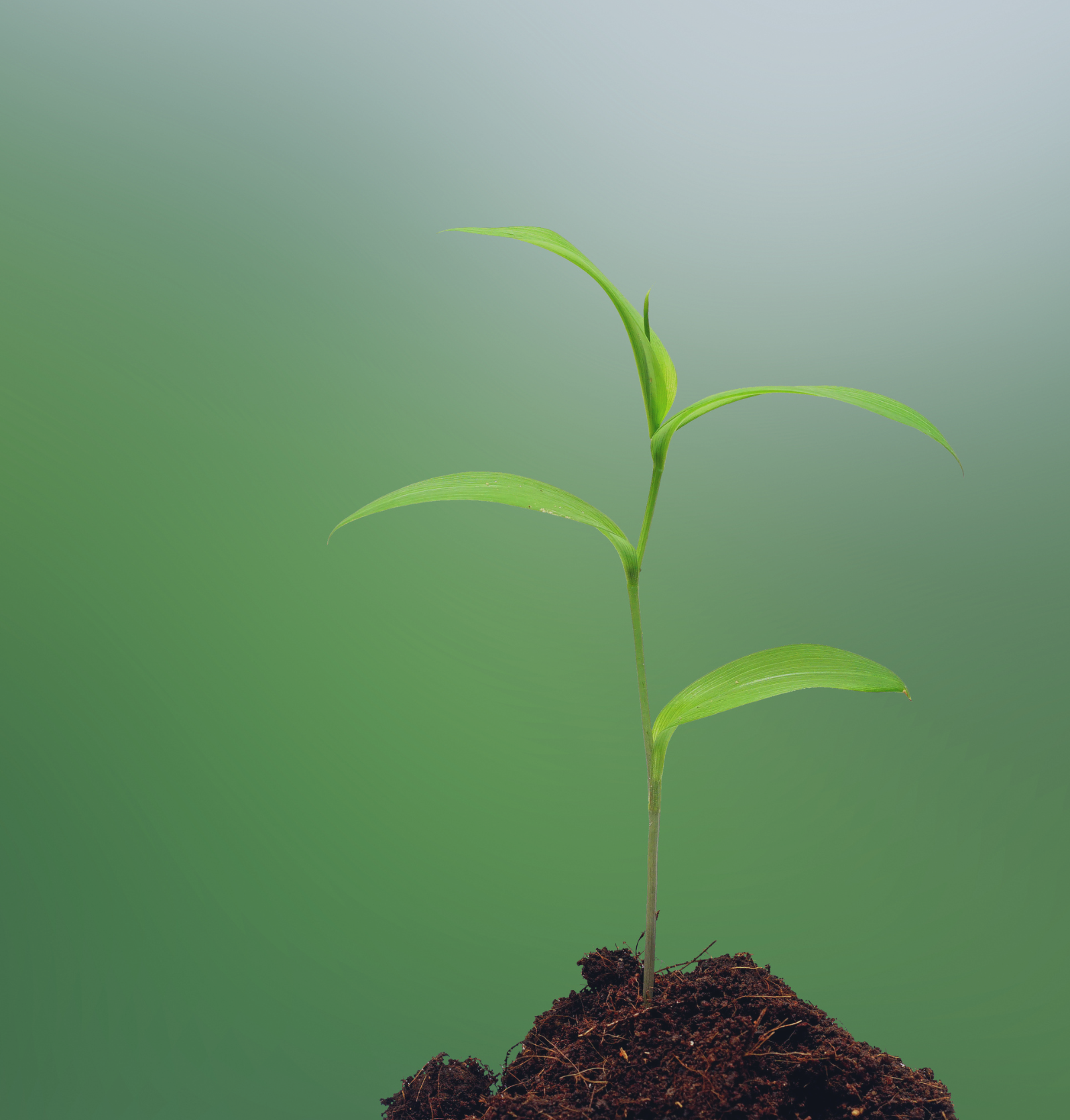 Coaching grow Coaching grow